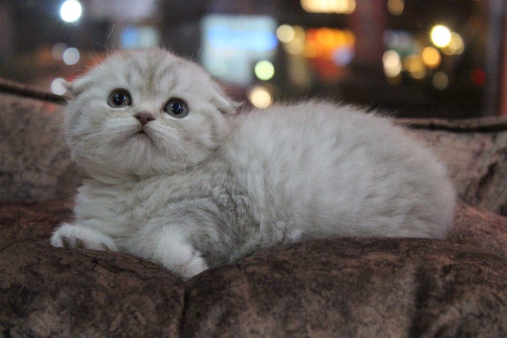 Kedi Cinsleri ve Irkları Hakkında Scottish Fold