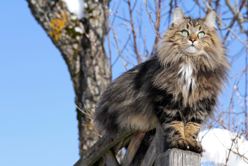 Kedi Cinsleri ve Irkları Hakkında (Norveç Orman Kedisi)