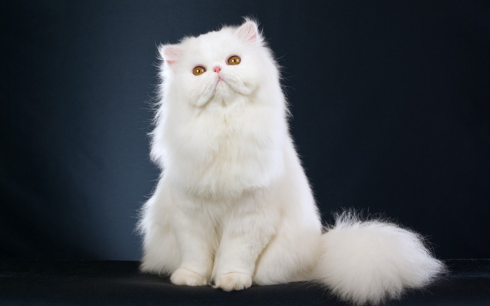 Kedi Cinsleri ve Irkları Hakkında (Persian Kedisi )