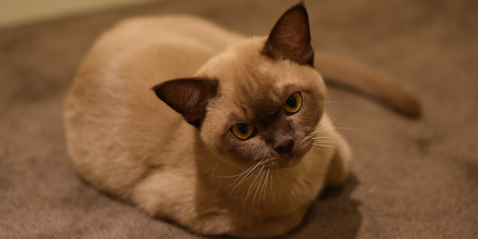 Baş Belası Bir Kedi: Burmese