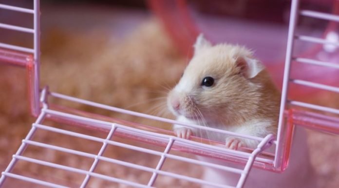 Hamster Kafesi Nasıl Olmalıdır?
