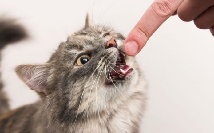 Kedi Bakım ve Sağlık İçin En Çok Merak Edilen 12 Soru