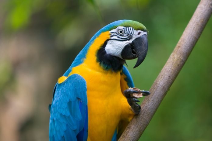 Papağan Cinsleri: En Çok Beslenen 15 Tür ve Özellikleri
