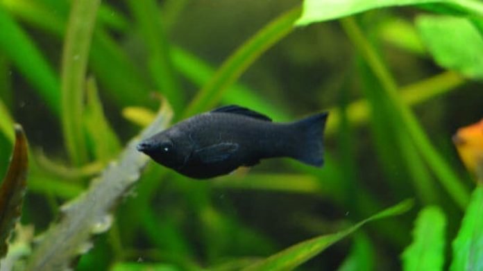 Siyah Moli Balığı