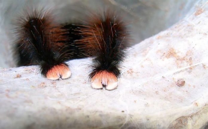 Örümceklere Karşı Bakış Açınızı Tamamen Değiştirecek 19 Minik Ponçik Pati