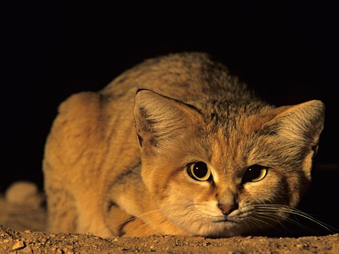 Şirinlikleriyle Kalpleri Eritecek Kum Kedilerinden 11 Koca Kulaklı Fotoğraf