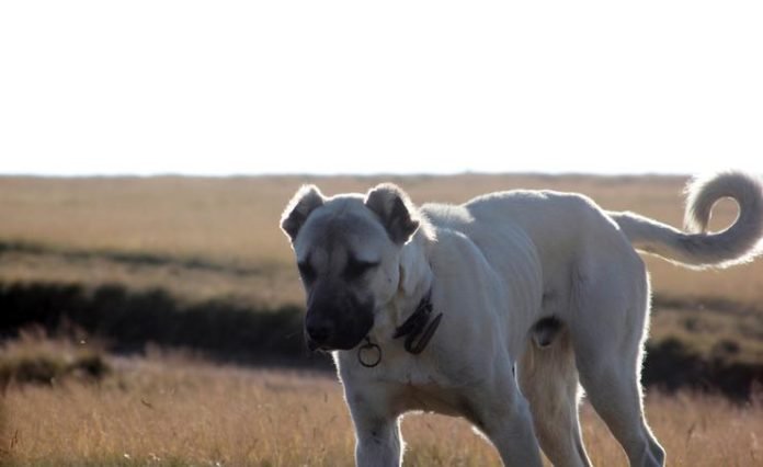 kangal