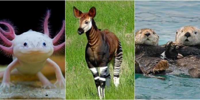 Hayvanlarla İlgili Muhtemelen Bilmediginiz 16 sasirtici Bilgi
