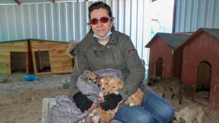 'Can Evi'ndeki Sokak Köpeklerini, Soğuktan Battaniyeye Sararak Koruyorlar