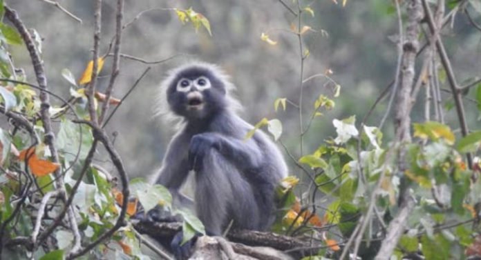 Myanmar'da Nesli Tükenme Tehdidinde Olan Yeni Bir Primat Türü Keşfedildi