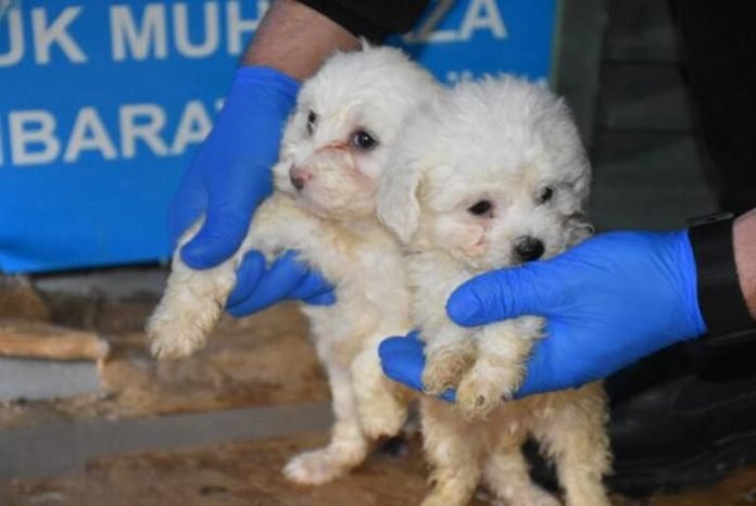 Romanya'dan Gelen Yolcu Otobüsünün Bagajında 23 Yavru Köpek Ele Geçirildi