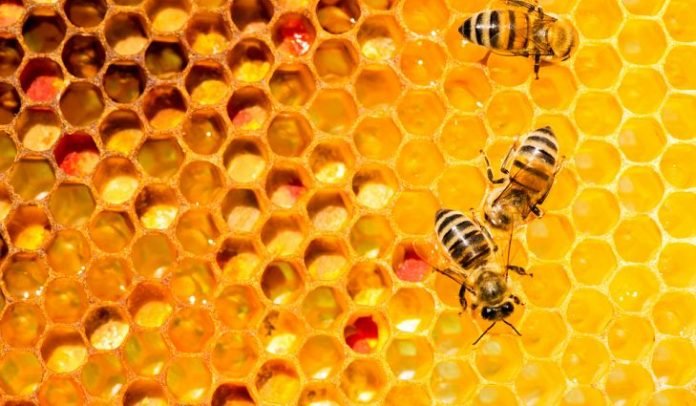 Arılar Nasıl Bal Yapar? Arılar Neden Bal Yapma Güdüsüne Sahiptirler?